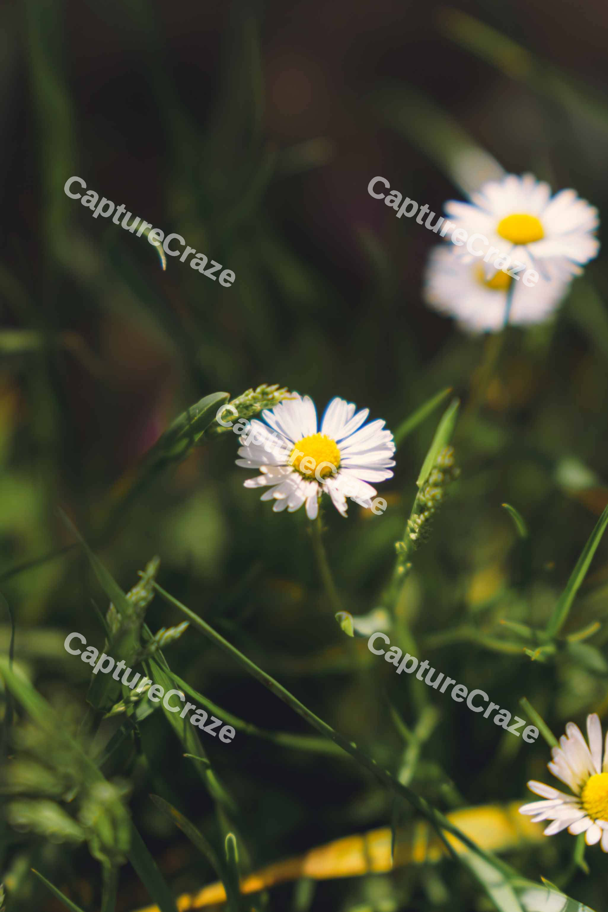 Daisies